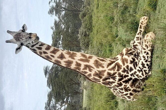 4-Day Masai Mara, L Naivasha and L Nakuru Safari - Who Is This Tour Best For?