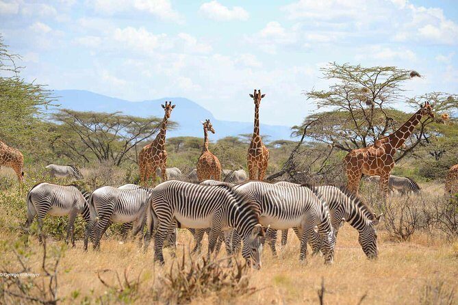 4 Day Mid-range Serengeti Safari - What Makes This Tour Stand Out?