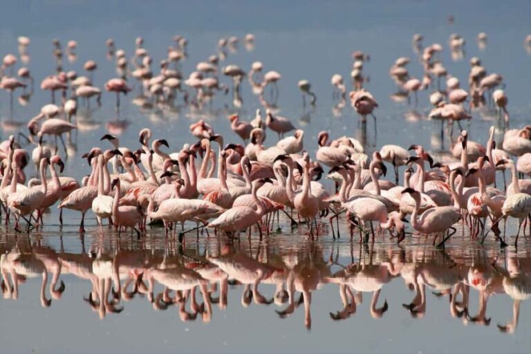4-Day Ngorongoro wild camp and Lake Manyara safari - What’s Included and What to Expect