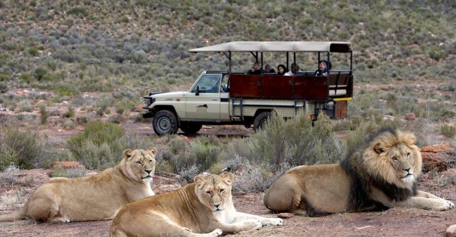 4-Day Private Highlights Tour & Overnight Big5 Aquila Safari - What We Love About This Tour