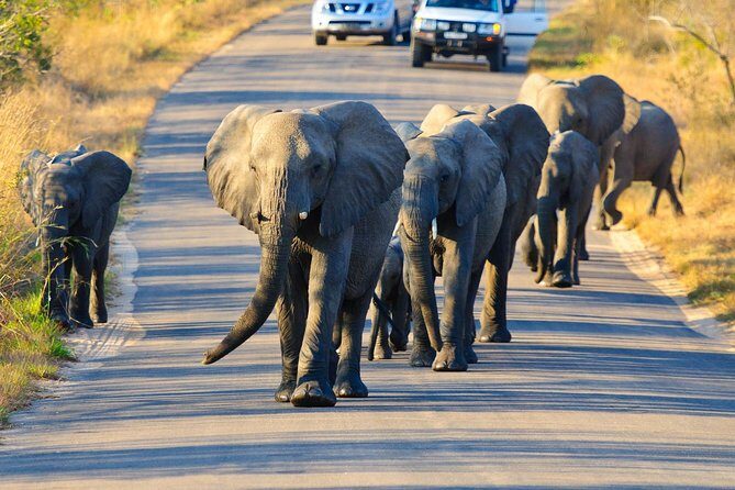 4 day Private Kruger Under Canvas Safari - Exploring the Kruger Under Canvas Safari: What to Expect