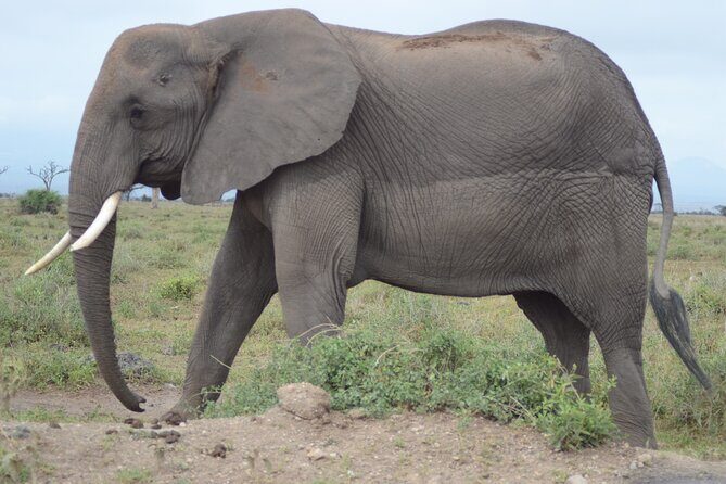 4 Day Private Masai Mara Flight Safari Tour from Nairobi - Frequently Asked Questions