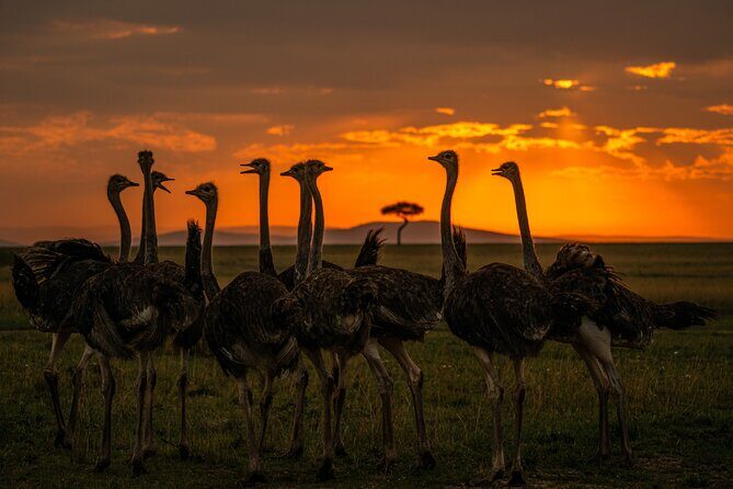 4-Day Private Masai Mara Kenya Safari Tour - Why We Think This Tour Delivers Value