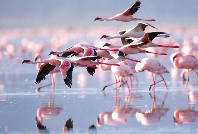 4 Day Private Masai Mara National Reserve & Lake Nakuru National Park Safari - The Overall Value and Who It’s Best For