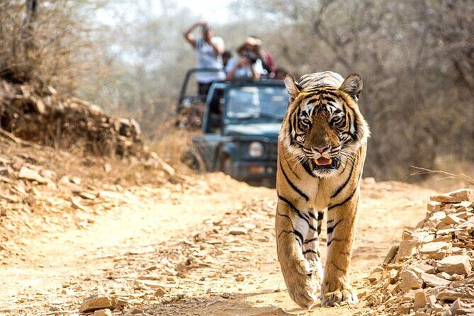 4-Day Private Ranthambhore Tiger Tour Including Delhi, Agra and Jaipur - Analyzing the Value