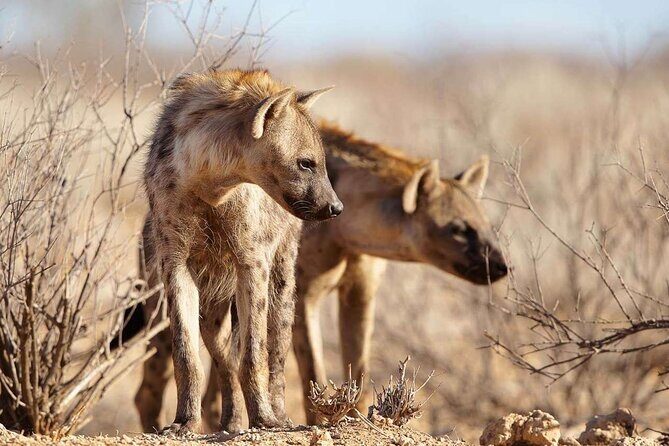 4 Day Private Tour Throughout Tarangire, Serengeti and Ngorongoro - The Real Deal: What Travelers Say