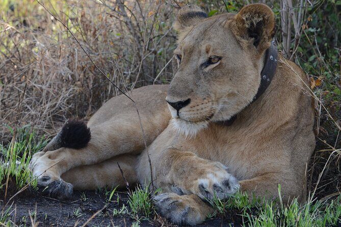 4-Day QENP, Gorillas in Bwindi and Lake Bunyonyi relaxation - Day 3: From Savannah to Lakeside Relaxation