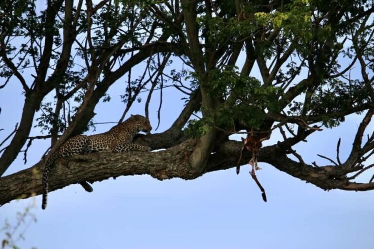4-Day Safari Experience Discover the Wild - Day 2: Meeting the Hadzabe and Datoga