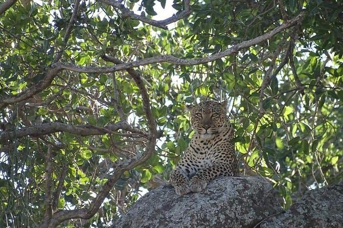 4-Day Safari from Arusha: Tarangire, Serengeti and Ngorongoro - What Makes This Safari a Good Value?