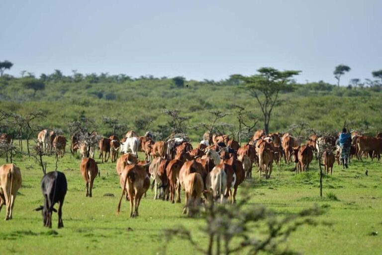 4 day safari in Masaai Mara and Lake Nakuru National Park - Transportation and Group Dynamics