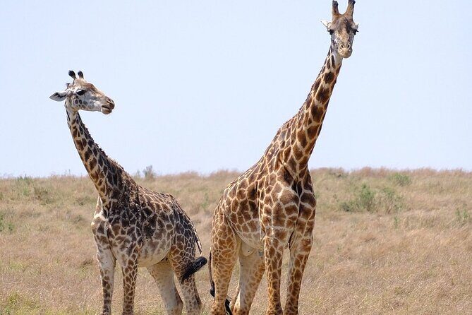 4 Day Safari Maasai Mara, Lake Nakuru and Lake Naivasha - Authentic Experiences and Traveler Insights