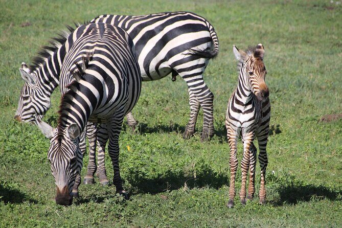 4-Day Safari to Tarangire, Serengeti and Ngorongoro from Arusha - Join a group - What’s Included & What’s Not