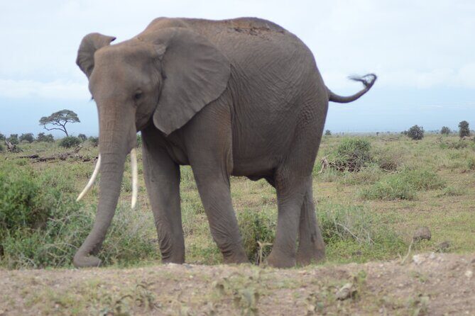 4-Day Safari to Tsavo and Amboseli from Diani Beach - Practical Considerations