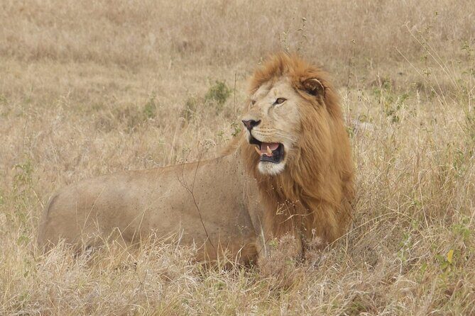 4 Day Serengeti and Ngorongoro crater - The Itinerary Breakdown