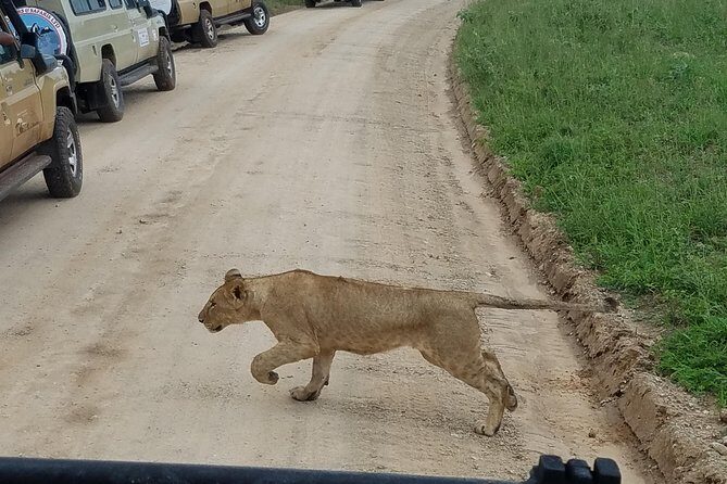 4-Day Serengeti, Ngorongoro,Tarangire safari - An In-Depth Look at the Safari Experience