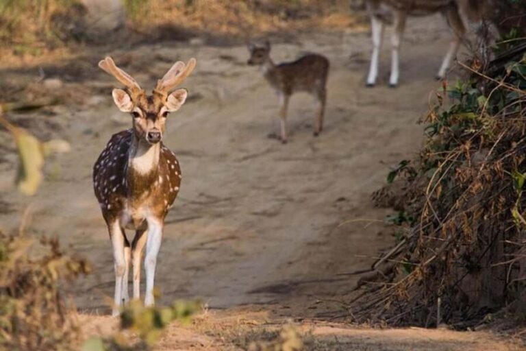 4-Day Taj Mahal Tour with Jim Corbett Safari Experience - The Itinerary: What You’ll Actually Do