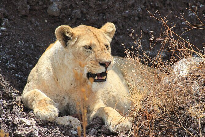 4 Day Tanzania Afordable Safari ft Two Night Serengeti - The Practical Side: Transportation, Guides, and Value
