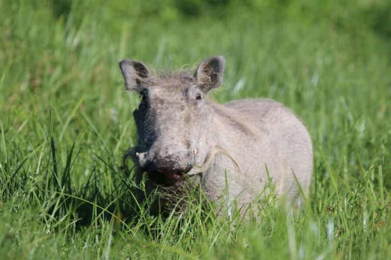 4 Day Tanzania Safari Starting from Zanzibar - What We Think About the Experience
