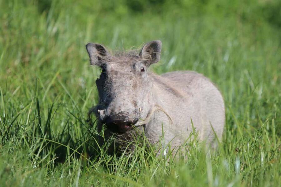 4 Day Tanzania Safari Starting from Zanzibar - What We Think About the Experience