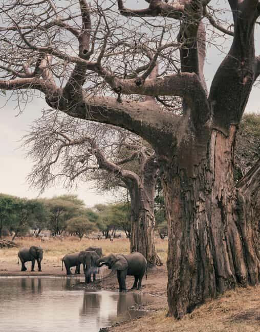4-Day Tanzania Safari: Tarangire, Ngorongoro With Pickup - Who Is This Safari Best For?