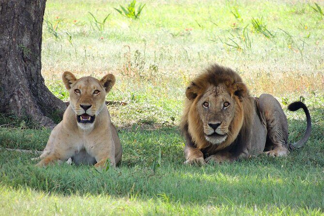 4-Day Tour in Lake Nakuru, Lake Naivash, Masai Mara from Nairobi - Who Would Love This Tour?