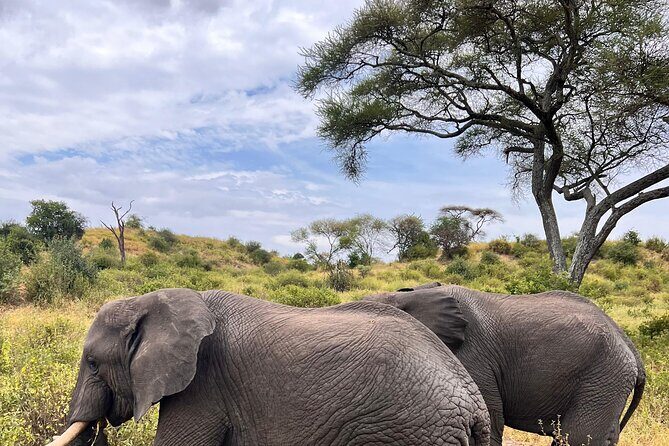 4 Day Tour in Tarangire and Serengeti and Ngorongoro Crater - What’s Included and What’s Not