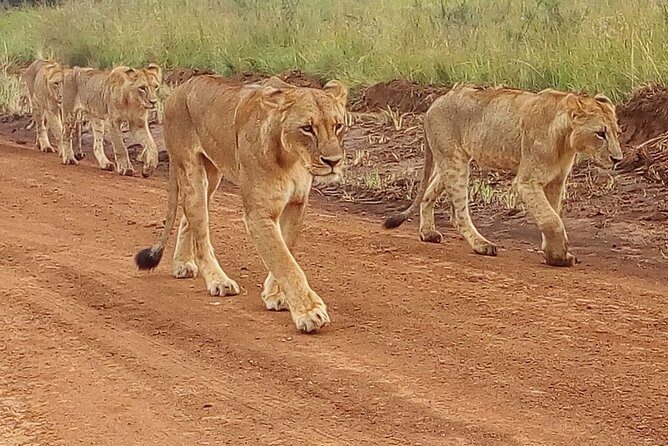 4-Day Tsavo East West and Amboseli National Park from Mombasa - Practical Aspects and Value