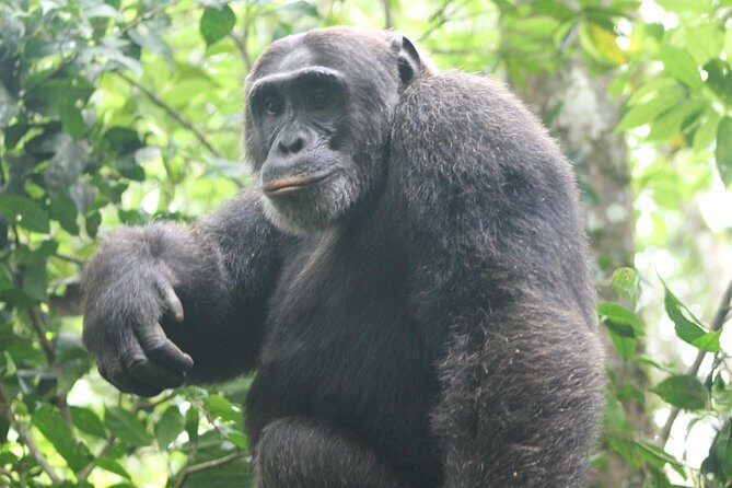 4-Day Uganda Gorilla Trekking and Wildlife Safari - The Experience and What It Means for You