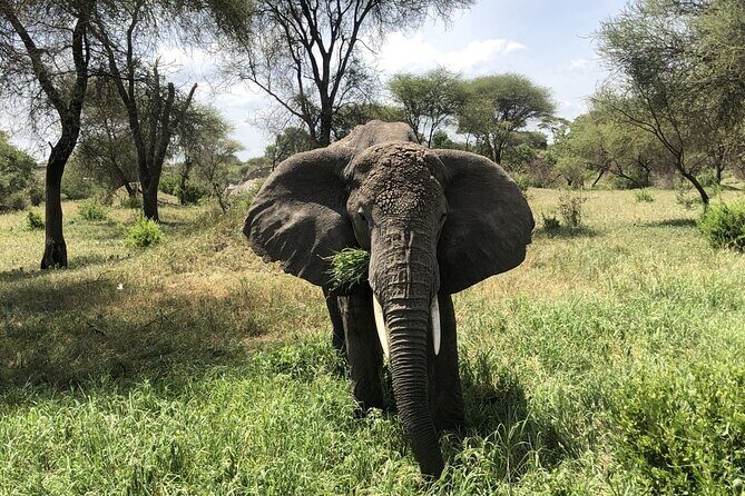 4 Days 3 Nights Budget Camping Safari (Tara, Serengeti, Ngoro) - Serengeti: The Endless Plains and Big Five