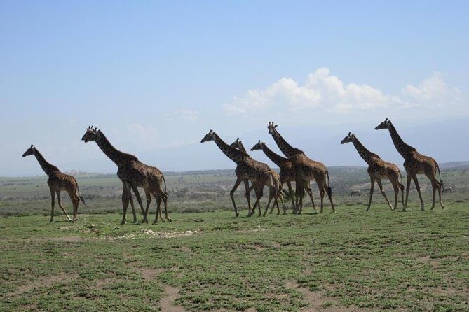4 Days, 3 Nights Group budget Safari, Lake Manyara, Serengeti, Ngorongoro - Detailed Itinerary Breakdown