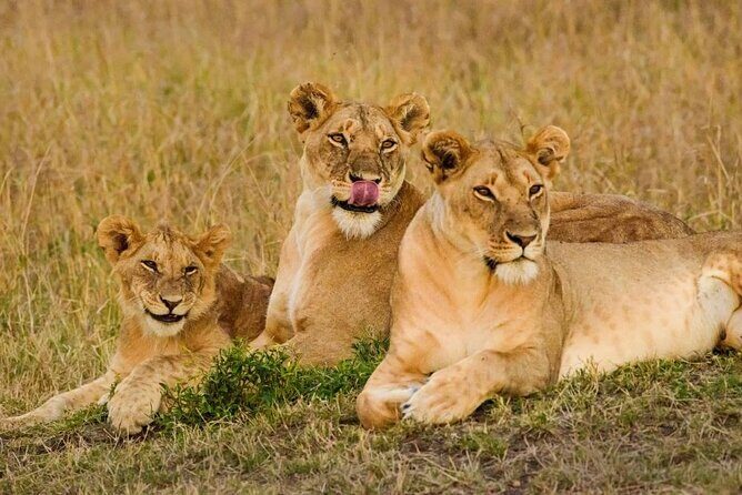4 Days 3 Nights Masai Mara and Lake Nakuru Group Joining Safari - Final Thoughts