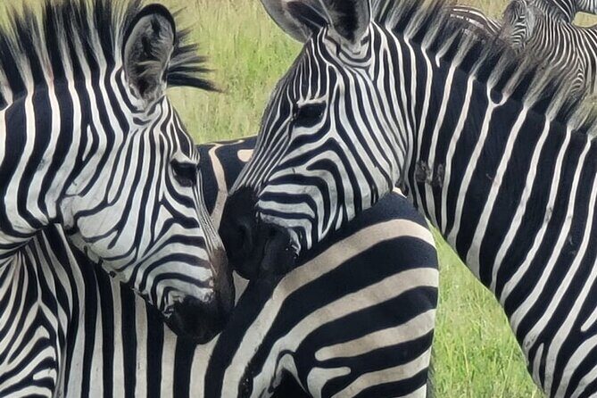 4 Days 3 Nights Safari to Mikumi National Park - What You’ll Actually Experience