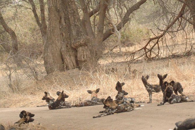 4 days / 3 Nights safari to Ruaha National park - How the Tour Delivers Value