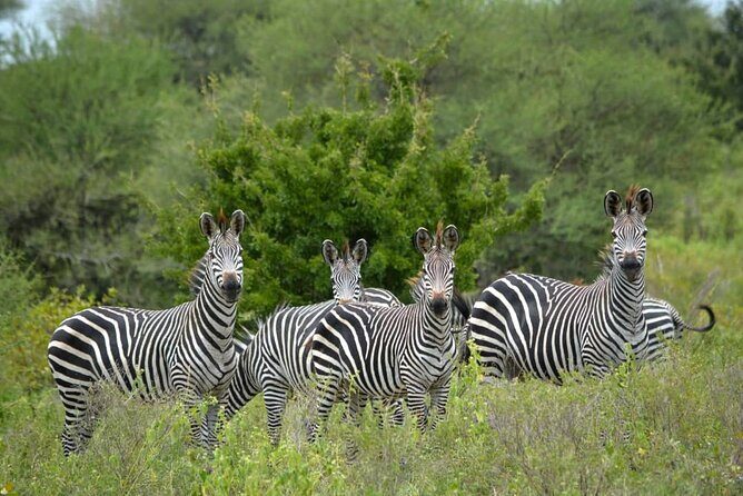 4 Days 3 Nights Selous (Nyerere national park) & Mikumi Adventure - Who Should Book This Tour?