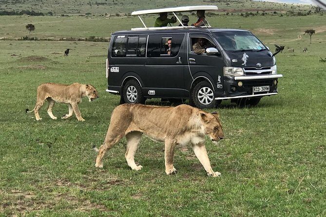 4 Days Amazing Maasai Mara and Lake Nakuru Budget Safari - What to Expect in Terms of Value
