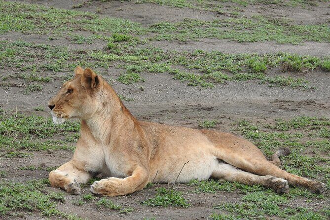 4 Days Best Budget Tanzania Camping Safaris - Exploring the Itinerary in Detail