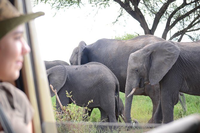 4 days Best experience Kilimanjaro Hike, Serengeti &Ngorongoro - Why This Trip Offers Great Value