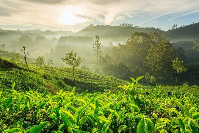 4 Days Best of Kerala Tour with Private Houseboat, Sightseeing & Car - Day 2: Exploring Munnar’s Mountain Treasures