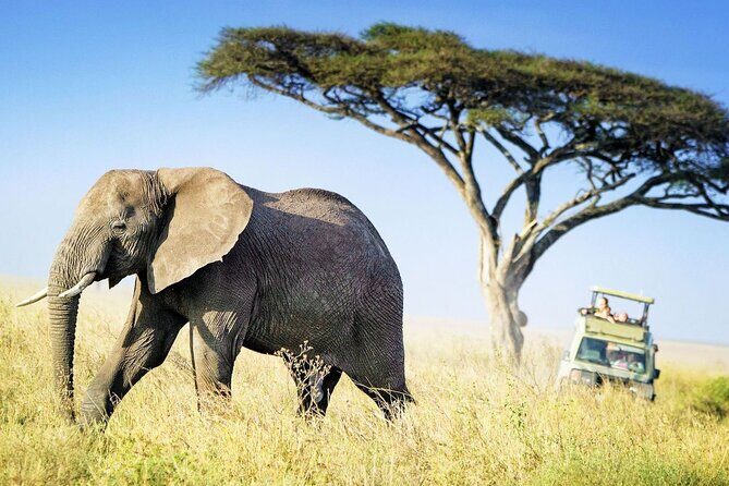 4 Days Budget Camp Safari Serengeti, Ngorongoro Crater and Tarangire Park - What’s Included & What’s Not