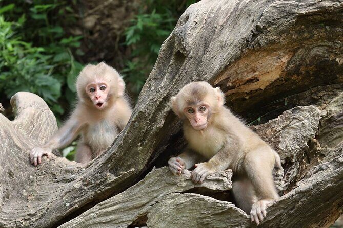 4 Days Central Japan Tour from Nagano to Kanazawa - Why This Tour Offers Great Value
