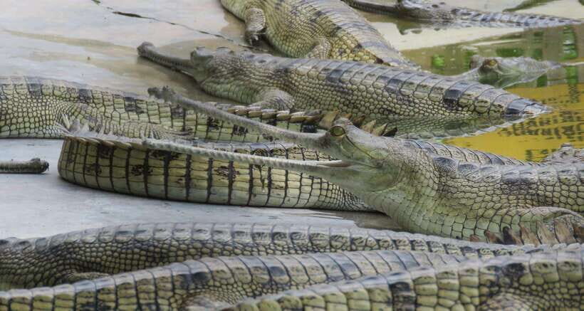 4 Days Chitwan Jungle Tour with 1 Night Jungle Tower stay - The Value of the Tour
