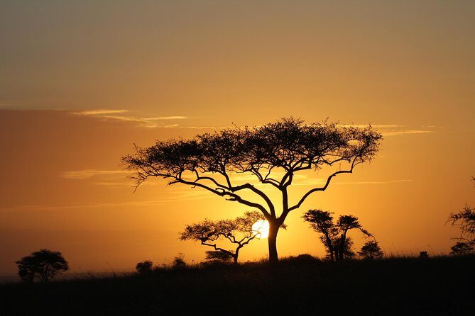 4 Days Game drives Safari Tarangire, Serengeti and Ngorongoro Crater - The Value of a Well-Coordinated Safari