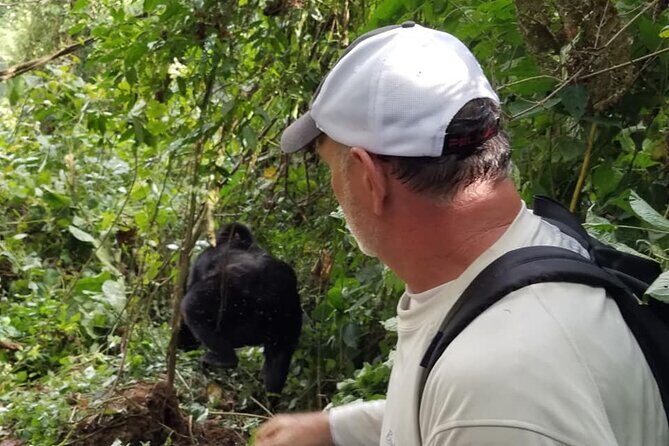4 Days Gorilla and Chimps trek safari - Day 3: From Bwindi to Kibale — Chimps and Forests