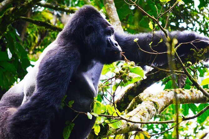 4 Days Gorilla tracking Tour in Uganda - Who Will Love This Tour?