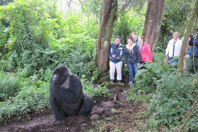4 Days Gorilla Trekking, Lake Bunyonyi and Rwanda National Parks - Who Is This Tour Best For?