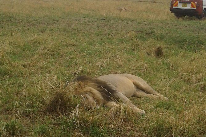 4 days group joining budget safari to Maasai Mara only - Traveling with Perfect Safaris: What You Should Know