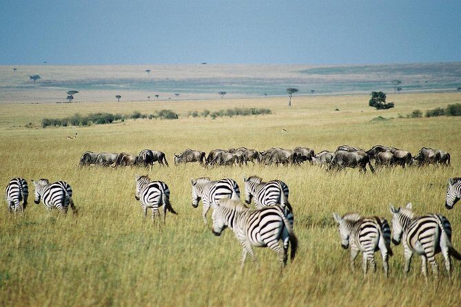 4 Days Group Joining Budget Safari To Masai Mara And Lake Nakuru National Park - The Experience in Context: What Travelers Say