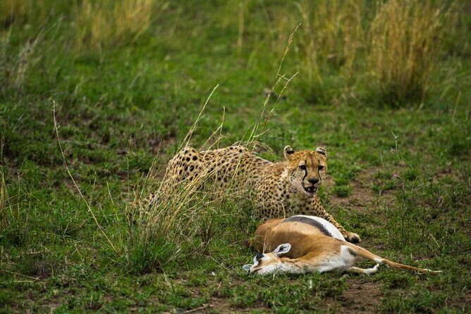 4 Days Group Joining Camping Safari to Tarangire Serengeti Ngorongoro Crater - Final Thoughts