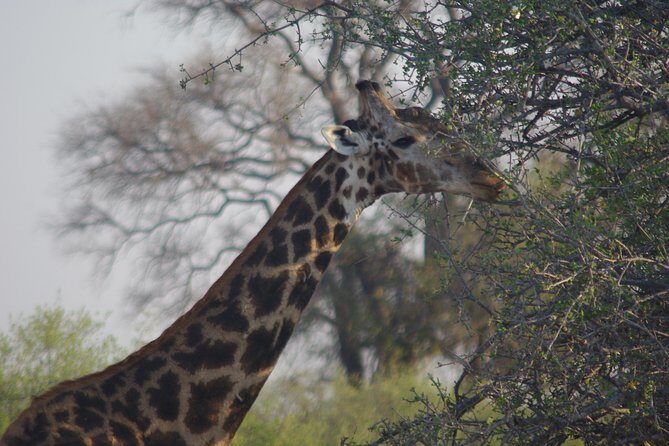 4 days Hwange Safari Game drive Staying at Iganyane Tented camp - Day-by-Day Breakdown