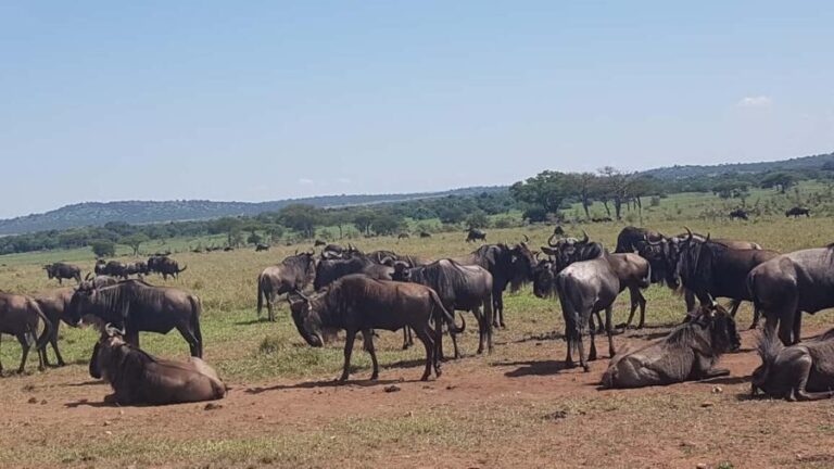 4 Days in the African Wilderness, A Safari to Remember - Introduction: Why Consider This Safari?